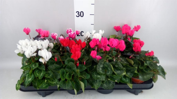 Cyclamen KL   ...patio