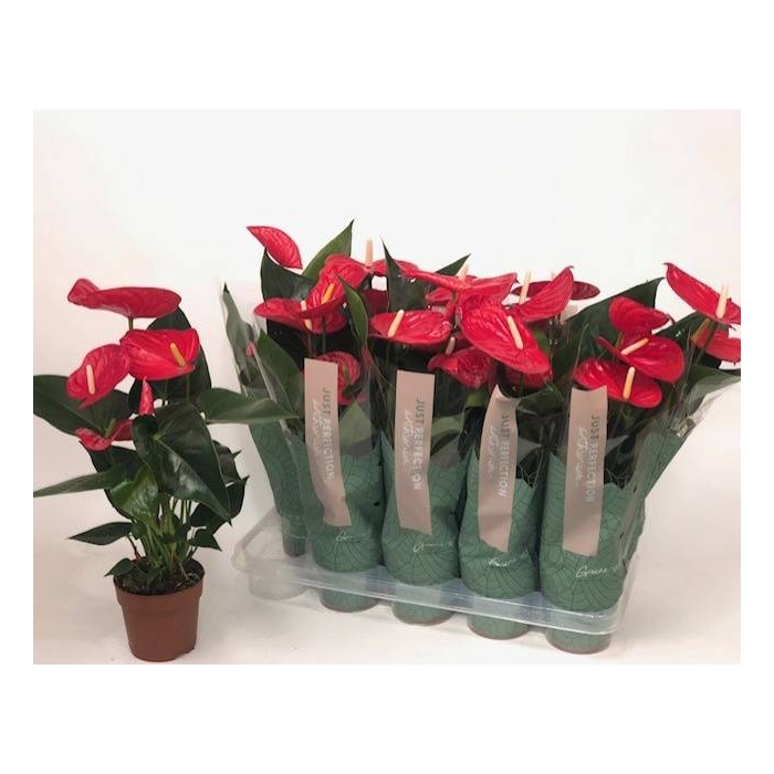 <h4>Anthurium Andreanum Minnesota 12Ø 50cm 5fl</h4>