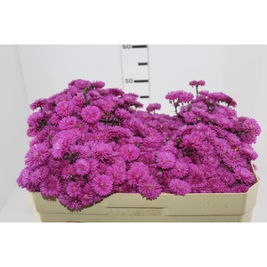 ASTER MARIANA 050 CM PINK