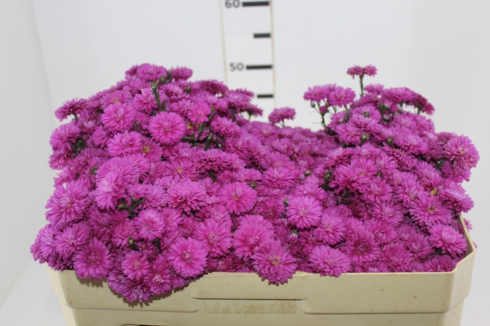 <h4>ASTER MARIANA 050 CM PINK</h4>