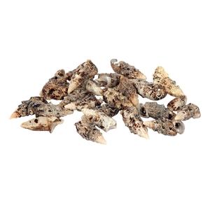 Shell Cerethium 500g