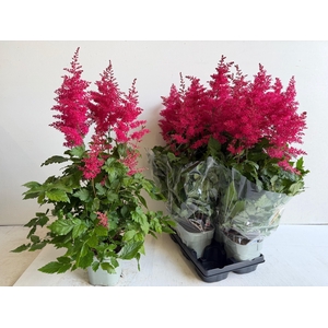 ASTILB A HEAVY METAL