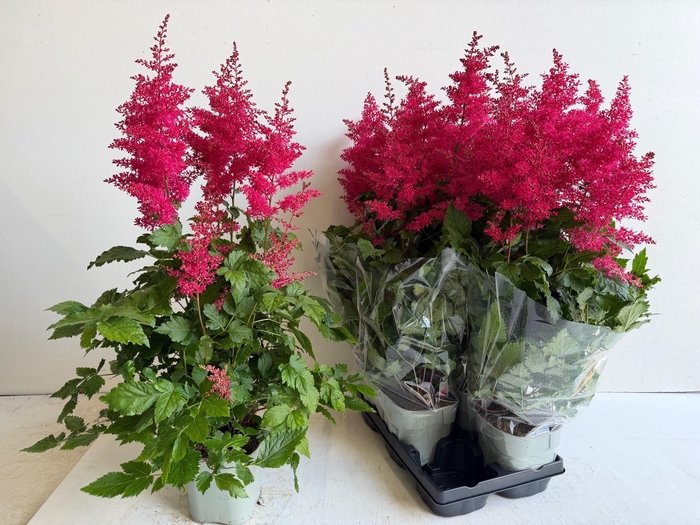 <h4>ASTILB A HEAVY METAL</h4>