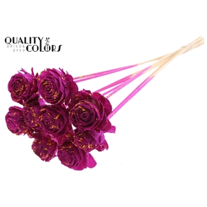 Shola Beauty Rose 6cm on stem Splashed Lilac/Yellow