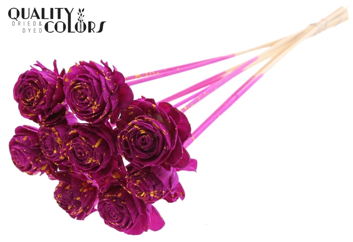 Shola Beauty Rose 6cm on stem Splashed Lilac/Yellow