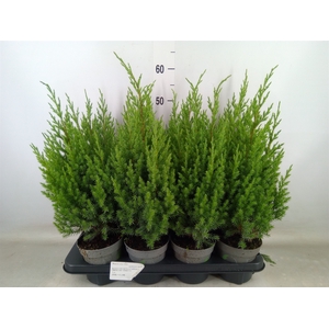 Juniperus chinensis 'Stricta'