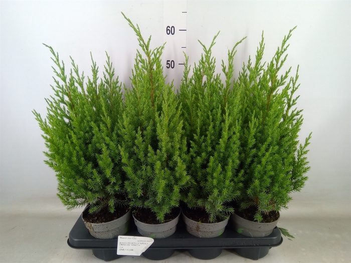 <h4>Juniperus chinensis 'Stricta'</h4>