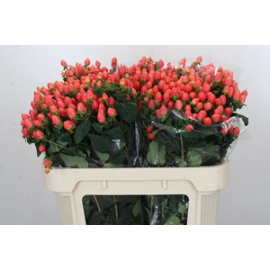 Hypericum Magical Royal Princess