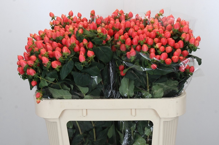 <h4>Hypericum Magical Royal Princess</h4>