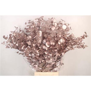 Euca Cinerea Met. Champagne Per Bunch