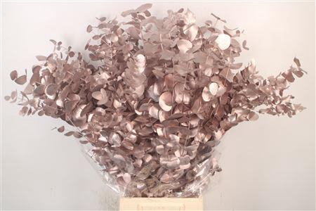 <h4>Euca Cinerea Met. Champagne Per Bunch</h4>