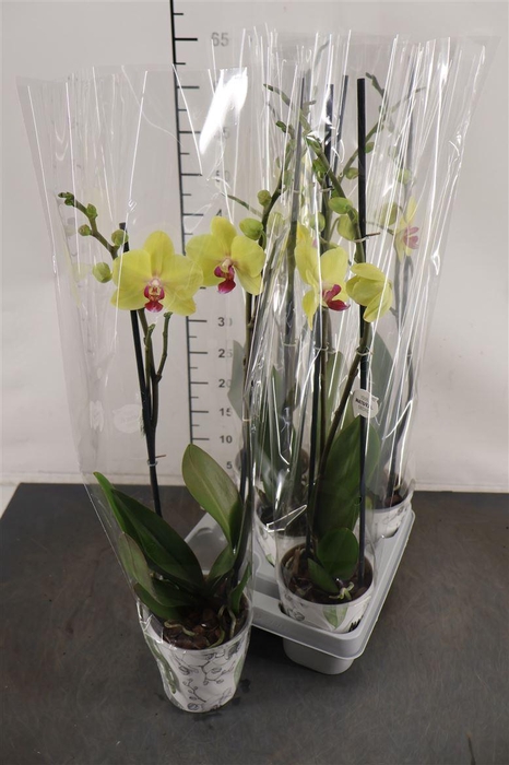 <h4>Phalaenopsis 2 Tak Modena 12 Cm. Pot</h4>