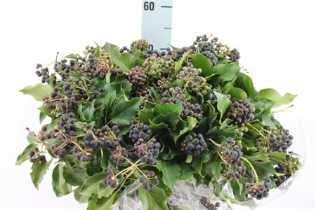<h4>Hedera Bes Zwart 400 Gram</h4>