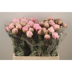 Paeo L Reine Hortens