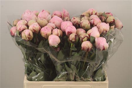 Paeo L Reine Hortens