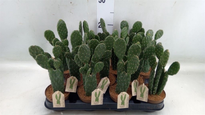<h4>Opuntia</h4>