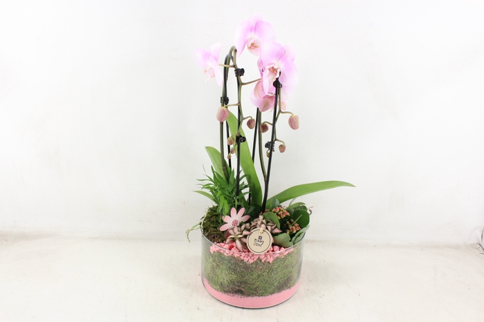 <h4>arr2 PL - Glas cilinder Phal - Roze</h4>