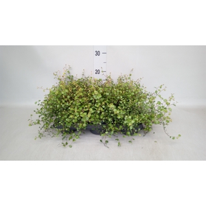 Muehlenbeckia com. 'Mao'ri'