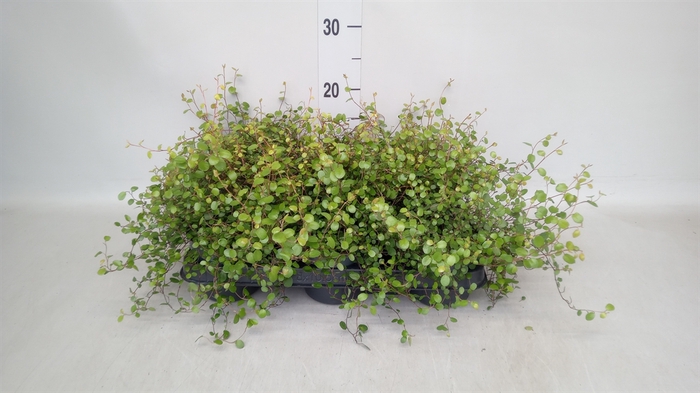 <h4>Muehlenbeckia com. 'Mao'ri'</h4>