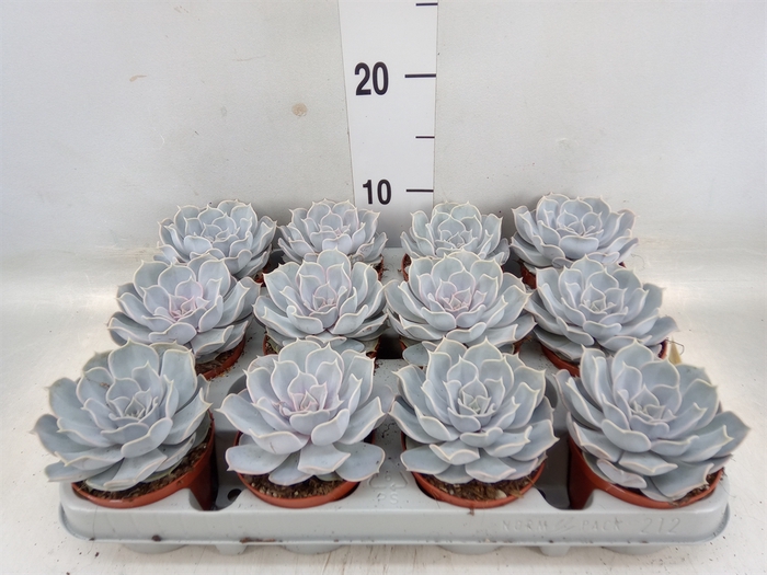 <h4>Echeveria lilacina</h4>