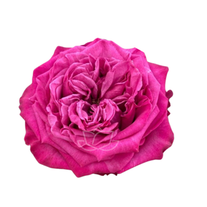 R GR DARK CROWN Welyflor