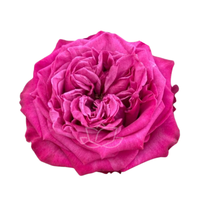 <h4>R GR DARK CROWN Welyflor</h4>
