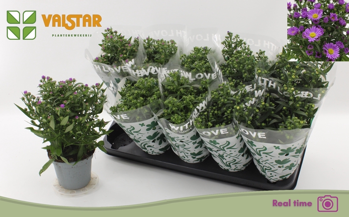 <h4>ASTE STARL GEM</h4>