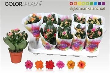 <h4>KAL GE GEM 6 KL</h4>