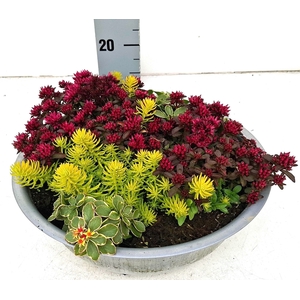 SEDUM GEM