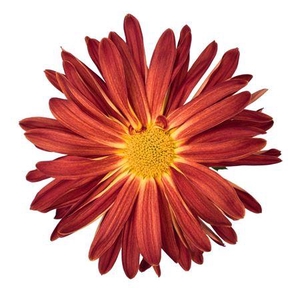 Chrys Morgan Daisy