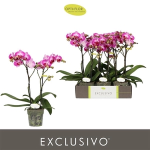 Phalaenopsis Multifloratypes overig roze