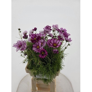 Cosmos Bipinnatus Hot Pink