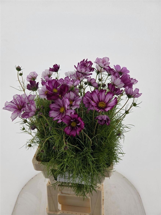 <h4>Cosmos Bipinnatus</h4>