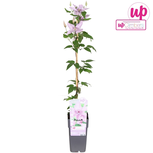 <h4>Clematis Hagley Hybrid P15</h4>