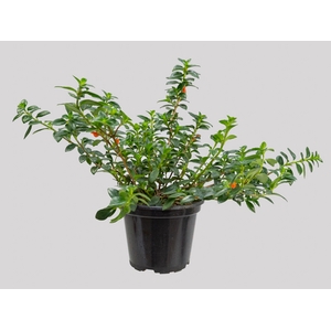 COLUMNEA PEIXINHO P11 LARANJA