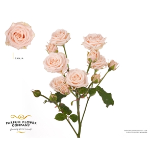 Rosa Spray Tanja