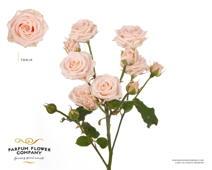 <h4>Rosa Spray Tanja</h4>