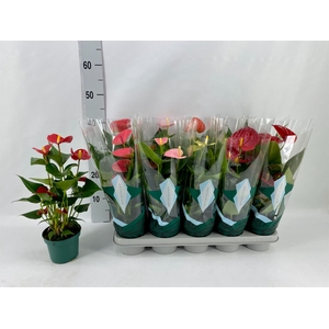 Anthurium andr.   ...mix  3