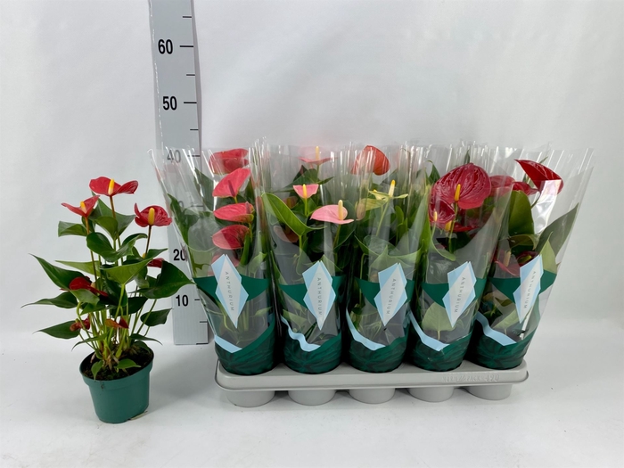 <h4>Anthurium andr.   ...mix  3</h4>