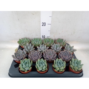 Echeveria   ...mix