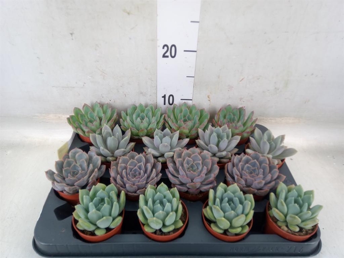 <h4>Echeveria   ...mix</h4>