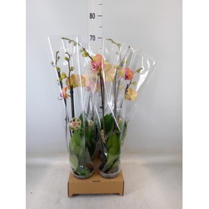 Phalaenopsis   ...orange