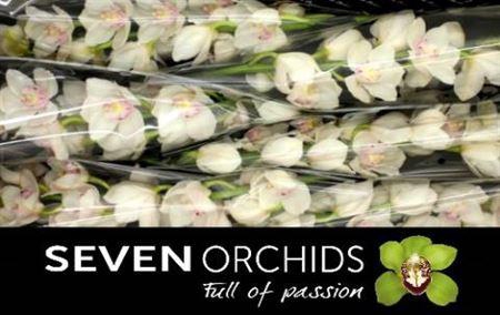 <h4>Cymb T Kilimanjaro</h4>