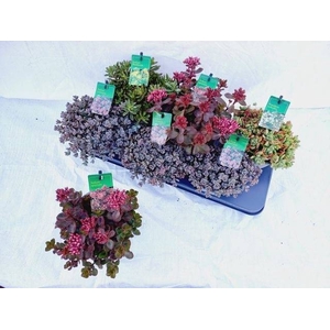 SEDUM GEM