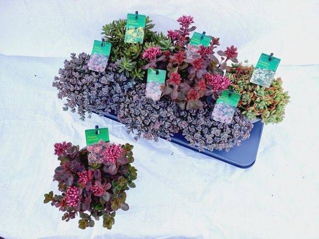 <h4>SEDUM GEM</h4>