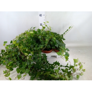 Hedera helix 'Wonder'