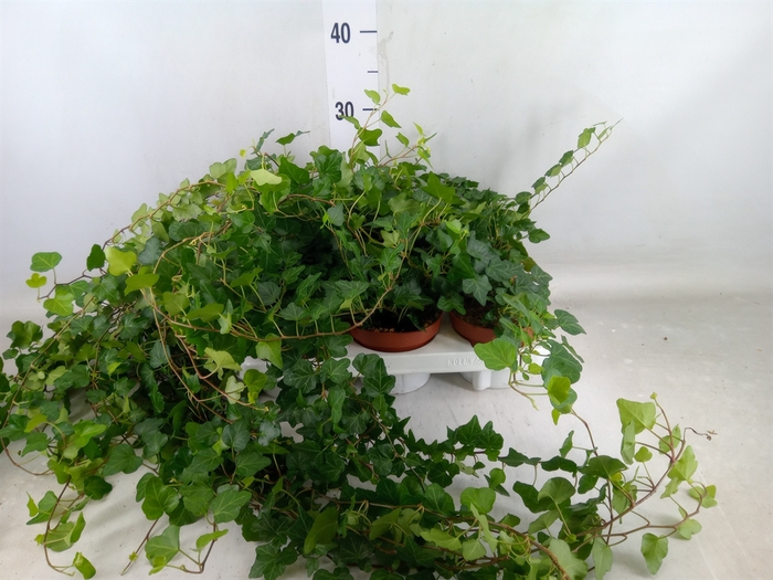 <h4>Hedera helix 'Wonder'</h4>