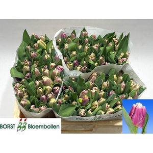 TU PA CRACKER PARROT