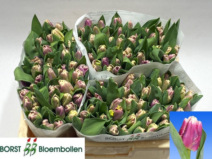 <h4>TU PA CRACKER PARROT</h4>