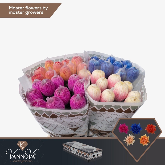 <h4>Chr G Antonov Mix</h4>